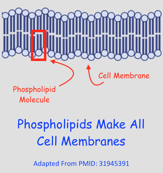 Phospholipid bilayers